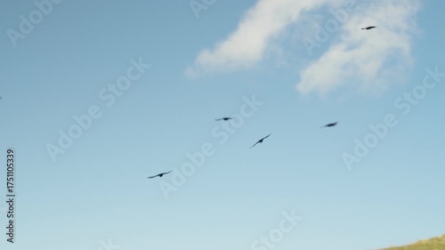 birds in flight