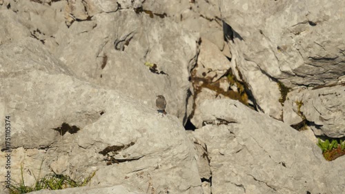 Bird sit on stone