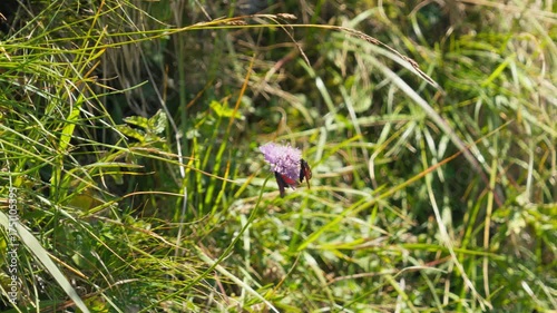 Bee on flower