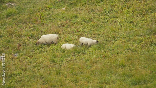 sheep in the field