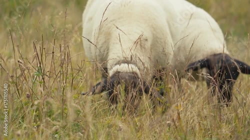 Sheep on grass