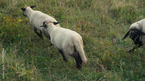 two white sheep