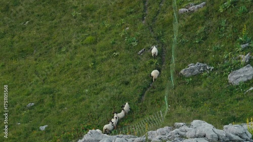 Sheep walking