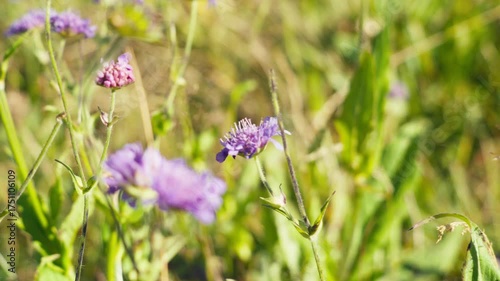 purple flowers in the field