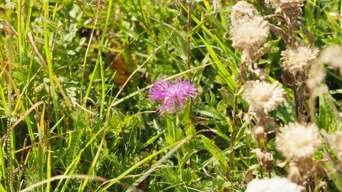 wild flowers in the grass