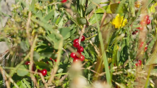 Wild fruit on grass