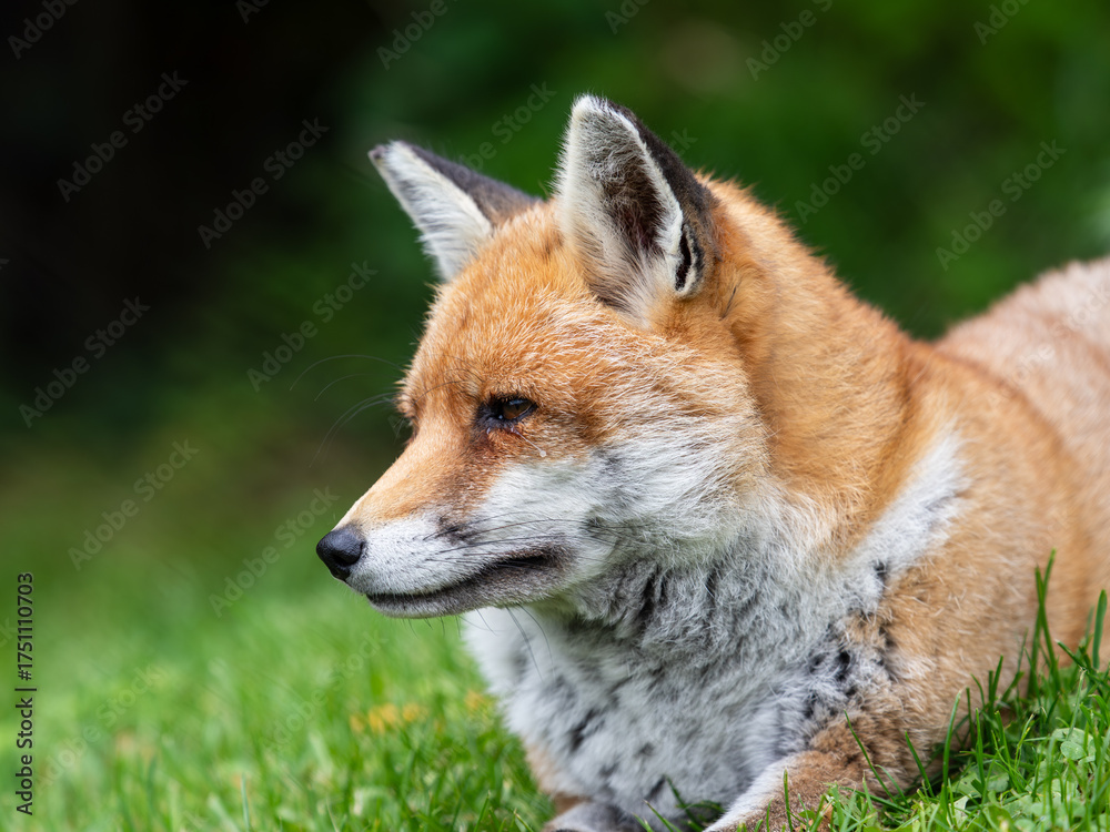 Fototapeta premium Red Fox Laying Down in the Grass