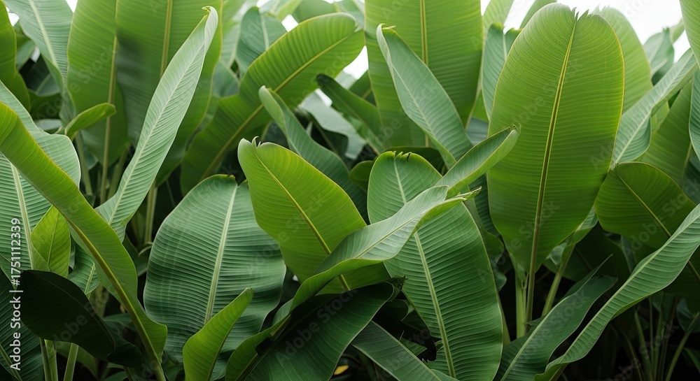 Fototapeta premium Lush Green Tropical Jungle Canopy Plants Background