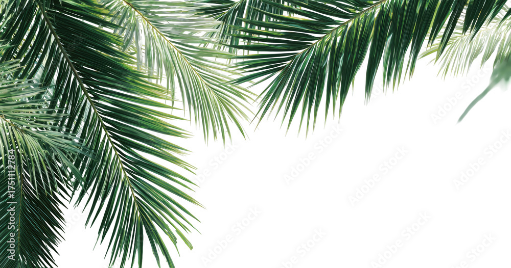 Naklejka premium Lush green palm fronds, sharply detailed, framed on a dark background, offering a clean, tropical aesthetic