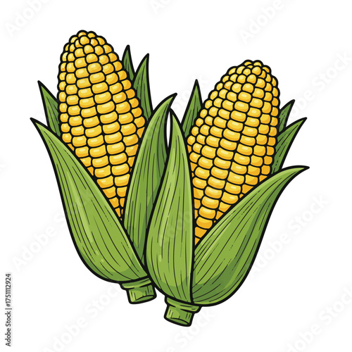 "Fresh Corn Ears with Green Husks – Vector Clipart"

