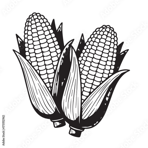 "Organic Maize Ears – Farm Crop Illustration"