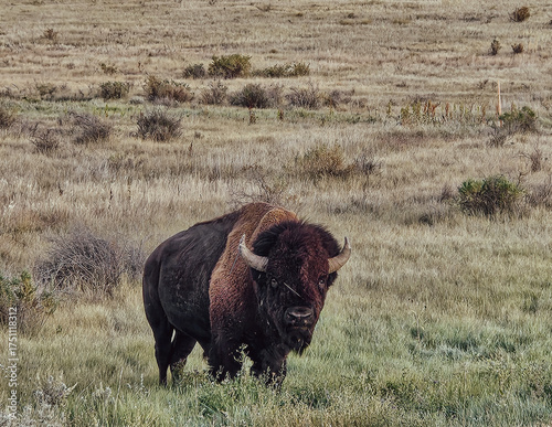 Facing American bison in the prairies of Montana