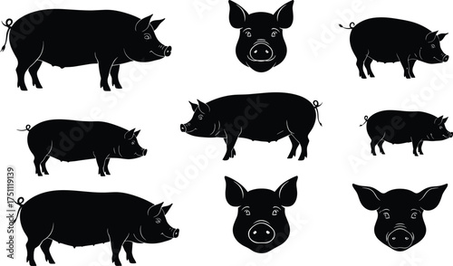 Pig silhouettes collection with farm animals, livestock vector artwork, domestic pig heads and body poses, agriculture concept, 