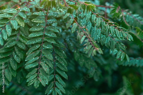 Raindrops on green leaves of Robinia pseudoacacia. Natural landscape after rain. Selective focus