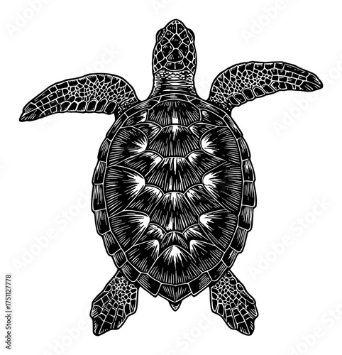Detailed Sea Turtle Marine Animal Top View Black and White Outline Line Art Drawing Illustration Vintage Engraving Style