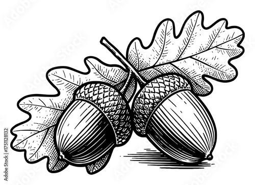 Two Acorns with an Oak Leaf Vintage Black and White Outline Line Art Drawing Botanical Engrave