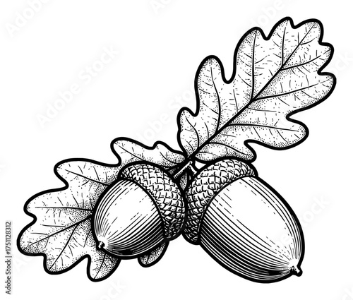 Two Acorns with an Oak Leaf Vintage Black and White Outline Line Art Drawing Engraving Detail