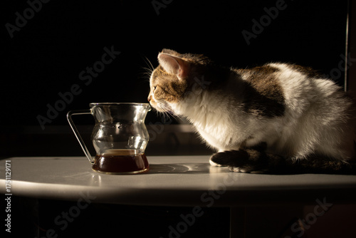 The cat sniffs the fragrant, freshly brewed morning coffee.