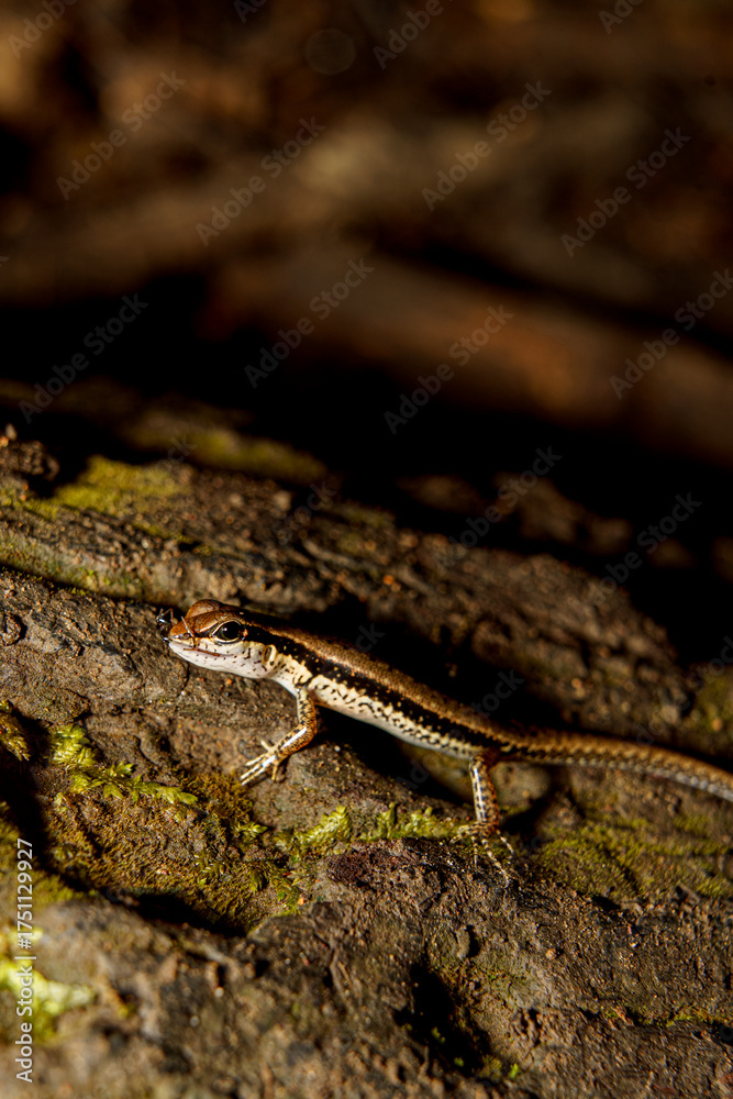 Obraz premium tropical rainforest with lizard