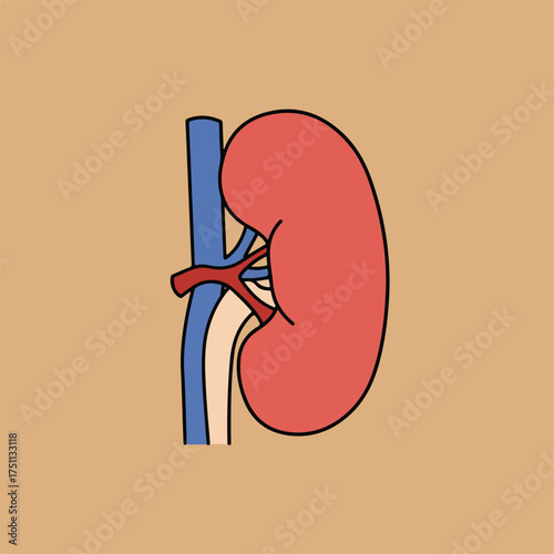 Simple Human Kidney Anatomy: A Clear Educational Diagram