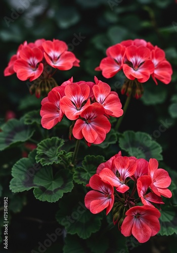 A cluster of healthy geraniums flourishing outdoors, highlighting their rich colors and organic growth in a natural setting ,Geranium ,delicate ,green