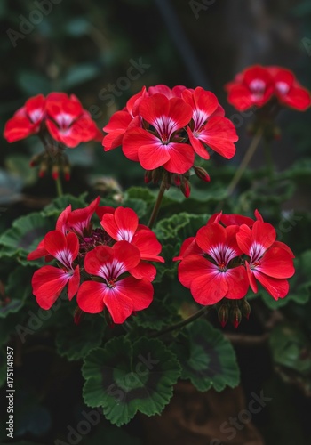 A cluster of healthy geraniums flourishing outdoors, highlighting their rich colors and organic growth in a natural setting ,blossoming ,tranquil ,organic