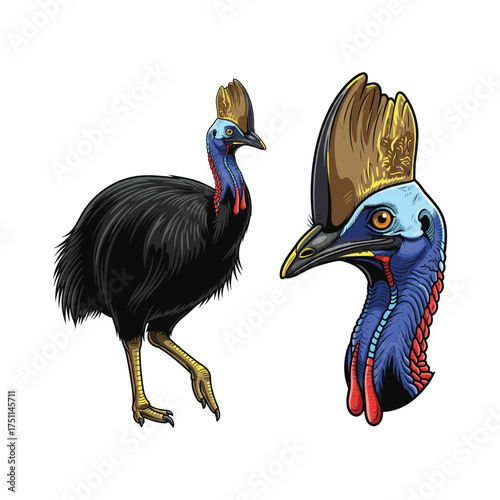 Cassowary Fullbody and Close-Up Illustration