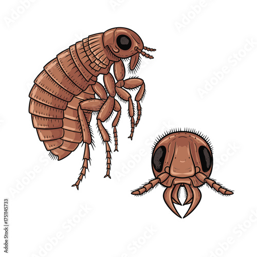 Flea Fullbody and Close-Up Illustration for Tiny Insect Design