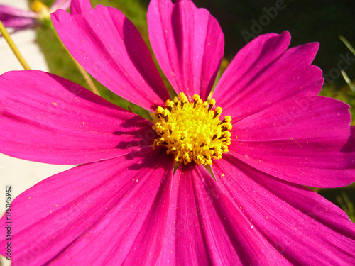 Nahaufnahme von einer rosa Kosmea. 