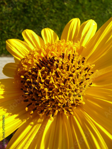 Makro einer Sonnenhut Blüte.
