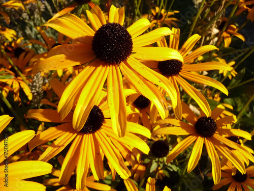 Makro einer Sonnenhut Blüte.