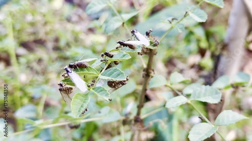 winged and normal ant family habitats