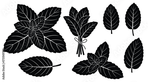 Fresh Mint Leaves Collection: A striking illustration of fresh, vibrant mint leaves, artistically arranged to highlight their natural beauty and intricate textures.