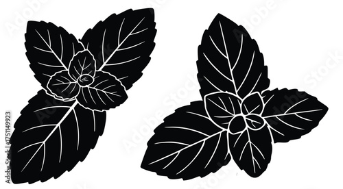 Fresh Mint Leaves Silhouette: A minimalist silhouette showcases the elegance of fresh mint leaves, highlighting their delicate structure and refreshing allure. 