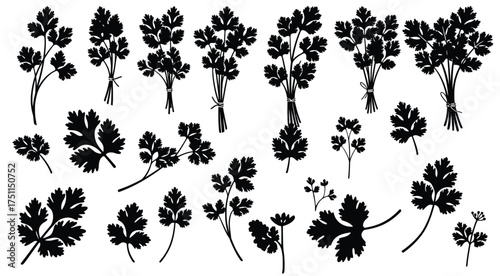 Silhouette parsley on bright background: Collection of parsley illustrations, showcasing its diverse forms and textures against a pristine backdrop.