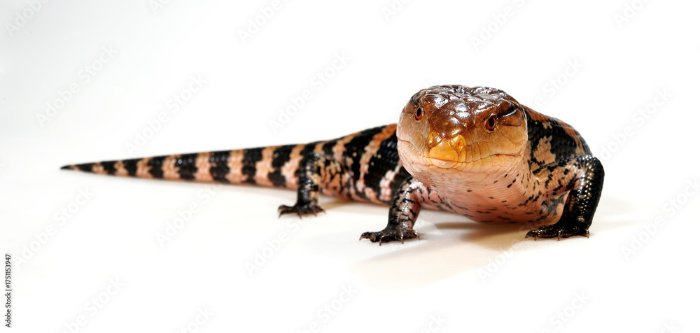 Fototapeta premium Blauzungenskink // Common blue-tongued skink (Tiliqua scincoides) - Australien
