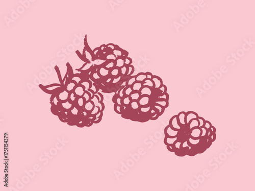  Raspberry berry sketch rough line style vector illustration
