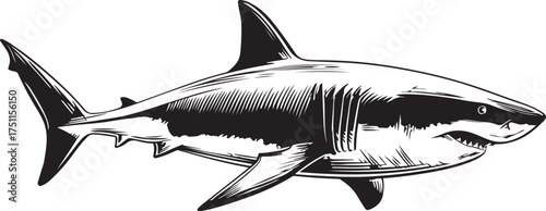 black and white shark vector illustration