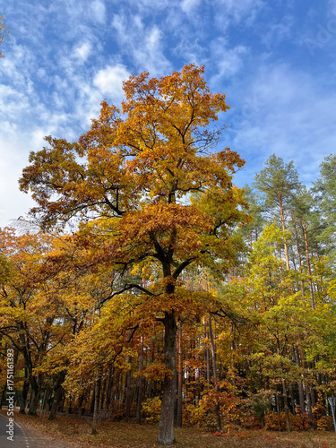 The most beautiful autumn landscape is the Golden Autumn in Belovezhskaya Pushcha