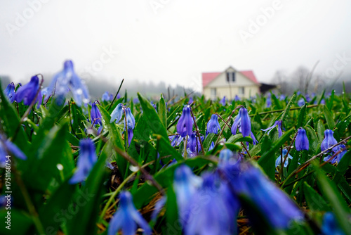 The Black Sea region in eastern Türkiye is famous for its high mountain plateaus, the most popular of which are the Uzungöl and Kadıralak plateaus 20.04.2025, Trabzon,Türkiye