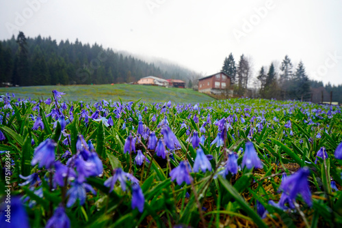 The Black Sea region in eastern Türkiye is famous for its high mountain plateaus, the most popular of which are the Uzungöl and Sultan Murat plateaus.01.08.2025, Trabzon,Türkiye