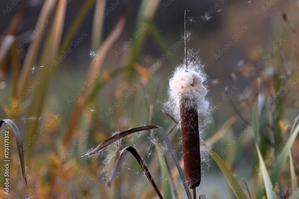 Φωτογραφία The velvety cob at the top of the cattail stalk crumbles into fluff after ripeni