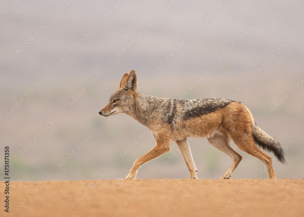 Obraz premium Black-backed Jackal (Lupulella mesomelas)