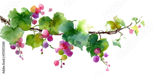 Fresh ripe purple grapes hanging on a vine with green leaves isolated on white background