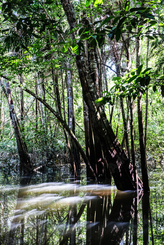 árvores verdes mata floresta amazonia natureza brasil lago igarapé lagoa selva folha