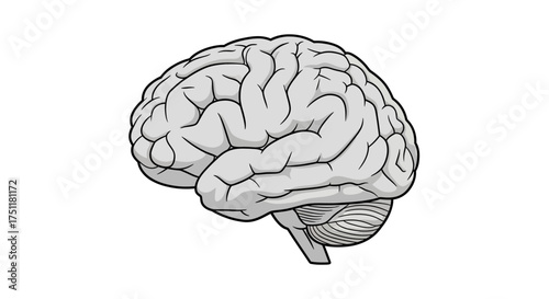 Monochrome vector illustration of a human brain from a side view, symbolizing intelligence, thought, and medical science on a clean white background