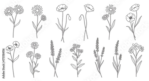 Botanical Line Art - Delicate Floral Illustrations for Design Projects.