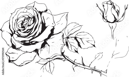 a rose flower drawn in pencil, vectorized on a white background. a single line drawing of the entire object. the petals and stem should be detailed