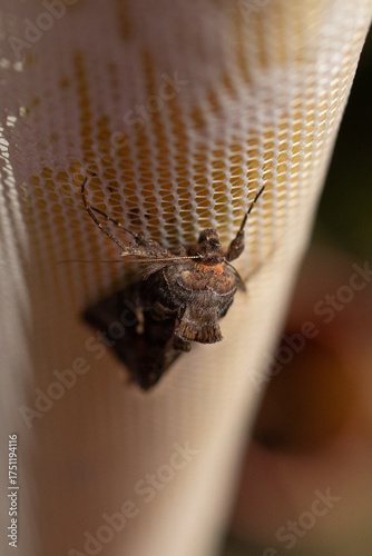 Unique moth in lace 