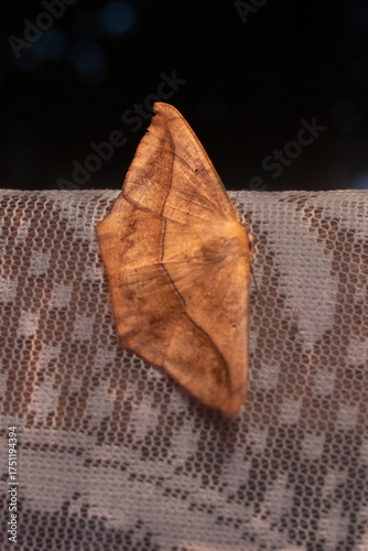 Moth yellow wings